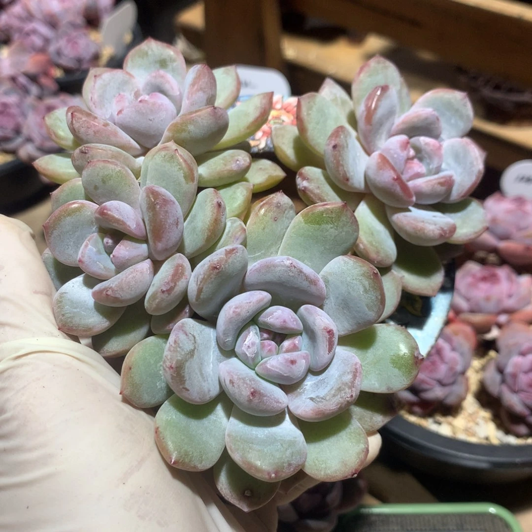 时****粥突尼斯发货多肉星影