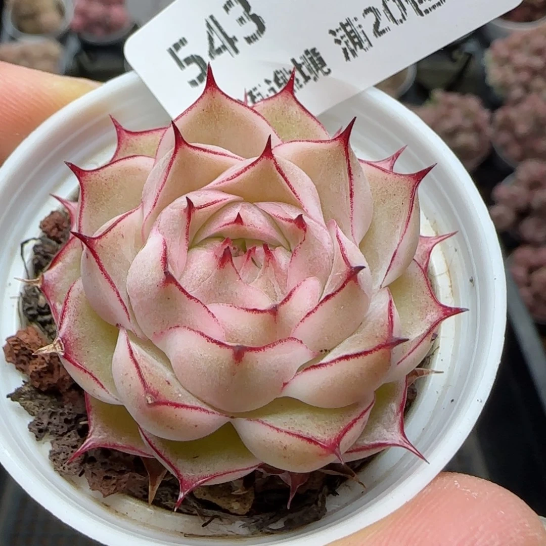 花语逸境0222-543