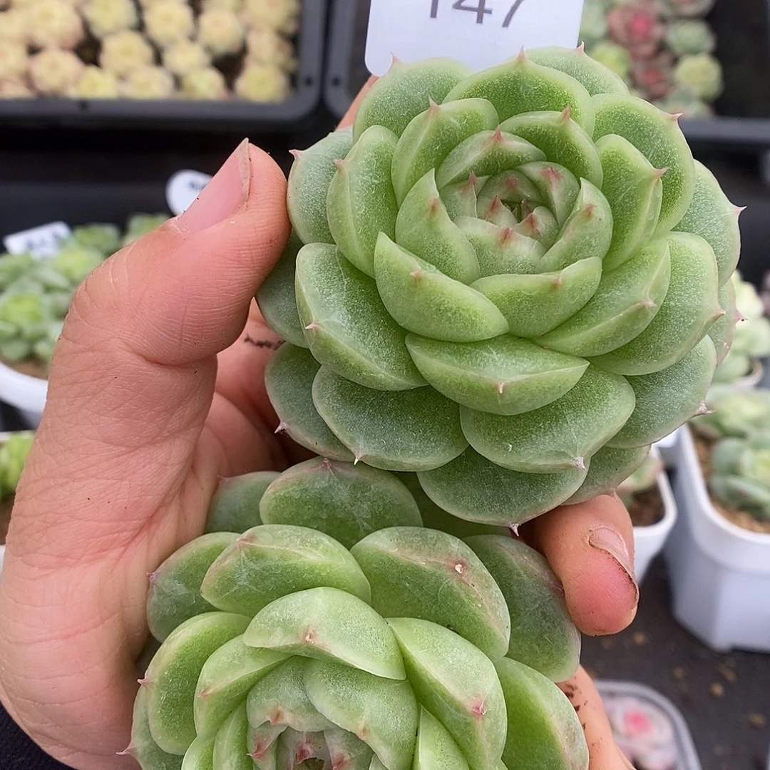 一物一拍一物一拍925-147