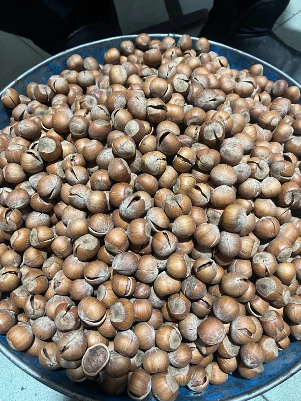 2024年开口大榛子拍一发二