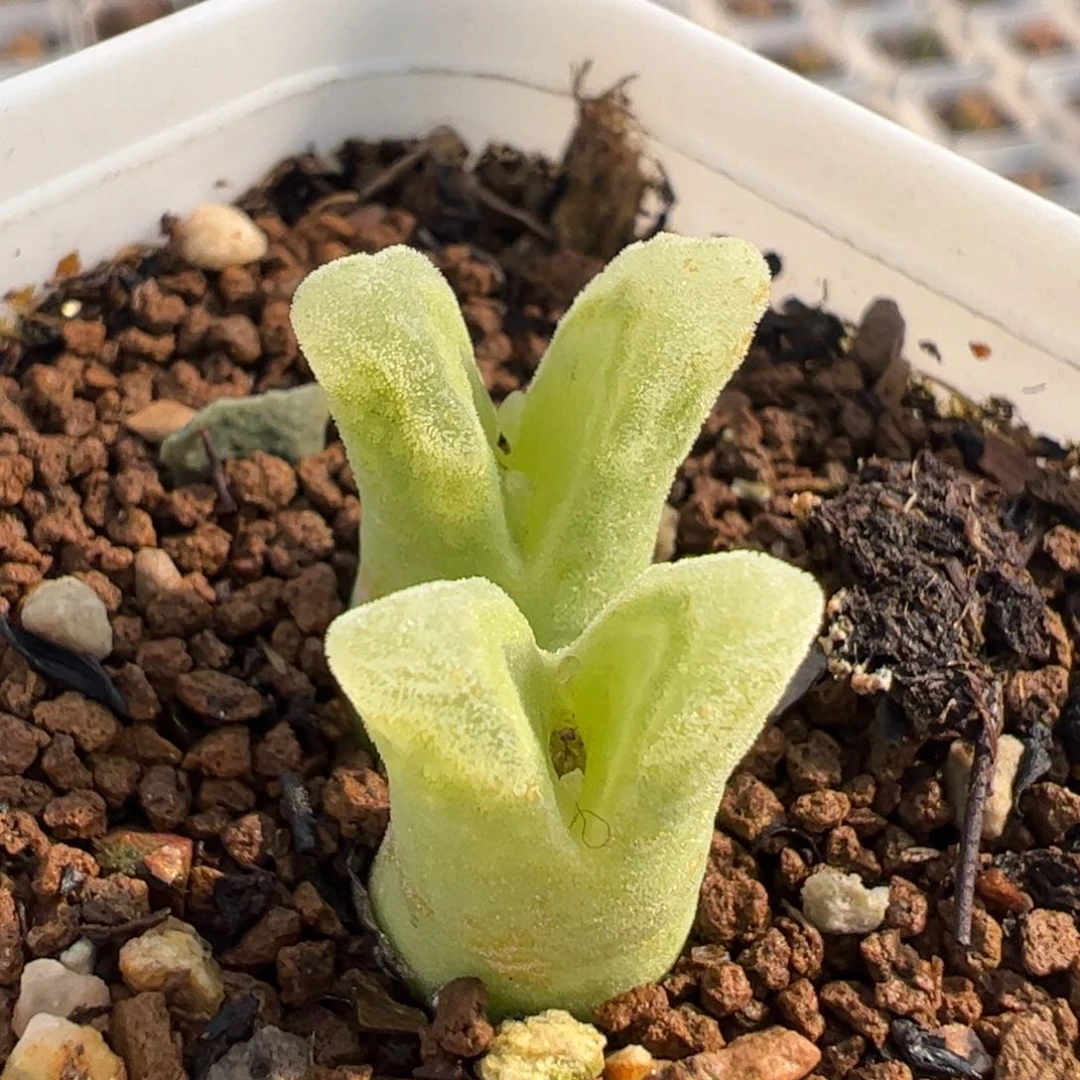 533多肉植物组合