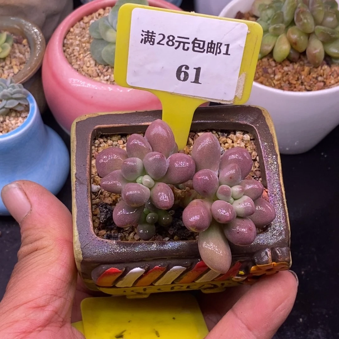 161手指奶酪多肉……