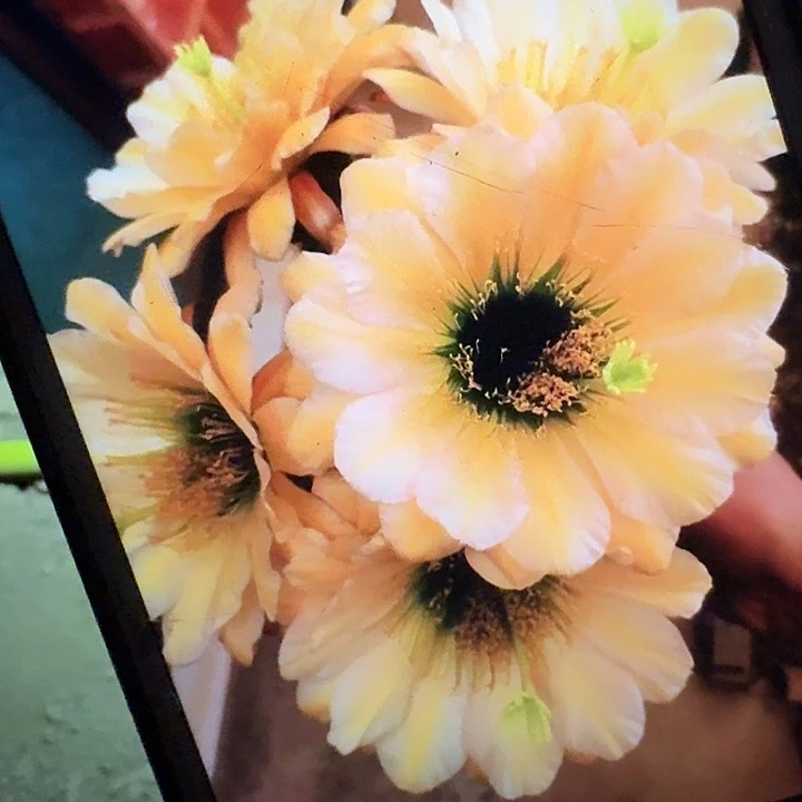 绿眼睛根高15公分毛花柱