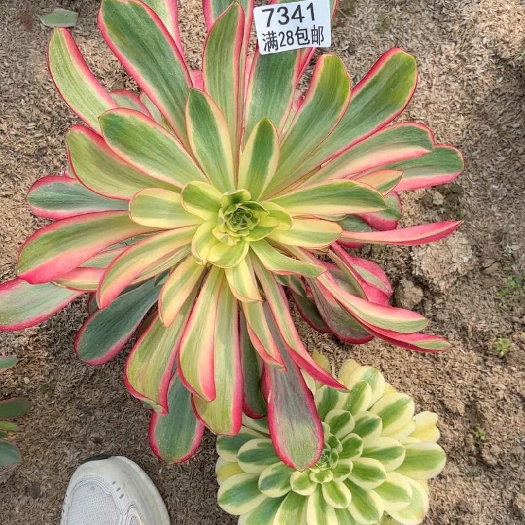 H.  7341红魔女多肉