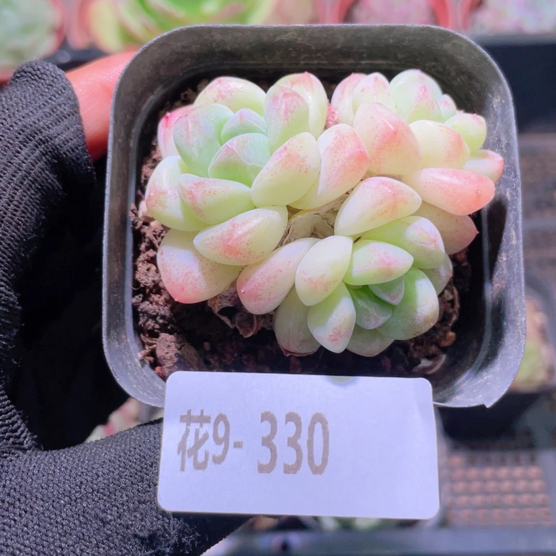 花利美9-330冰玉