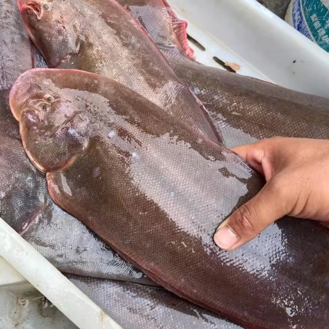 本地野生海捕舌头鱼 龙利鱼 （顺丰京东包邮到家）