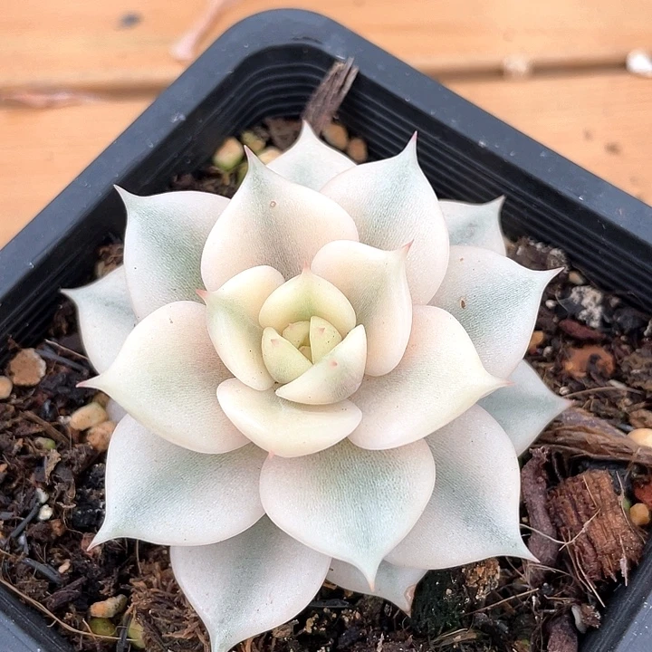 贝加尔湖锦 一物一拍