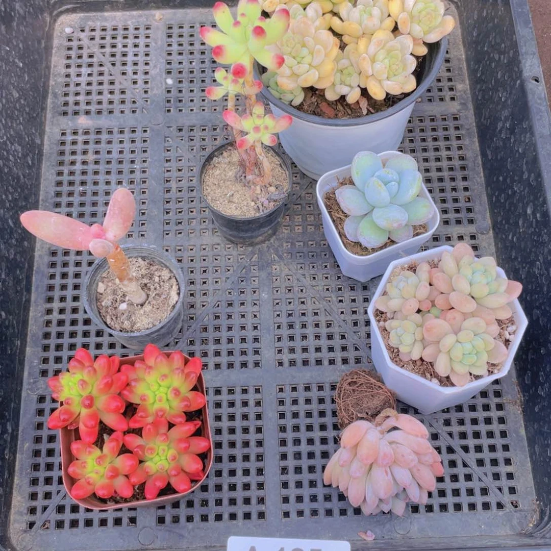 185号框多肉植物