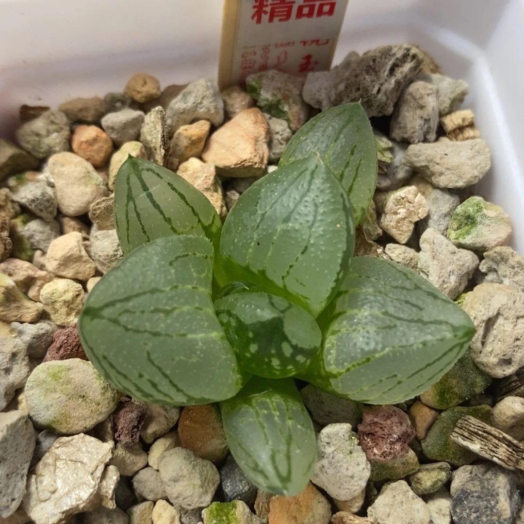 111虞美人一物一拍