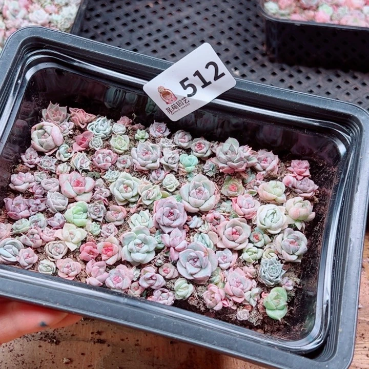 晴****多肉植物多肉植物