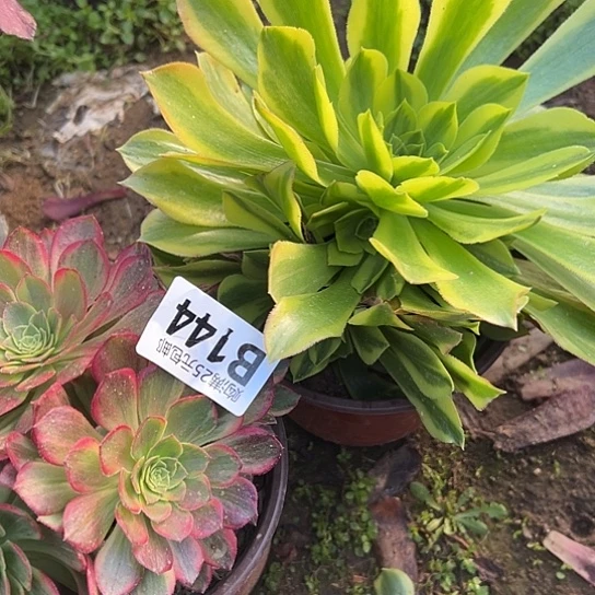 月*多肉植物两个