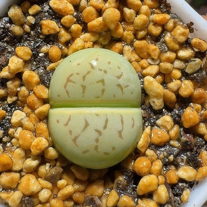 生石花112222。  353