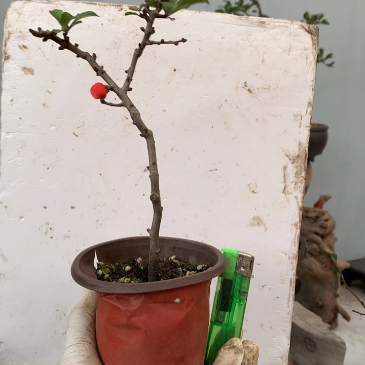 无花朵问*原生......