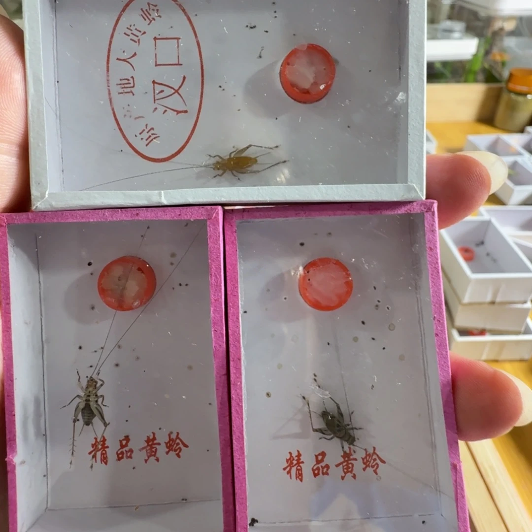 一个长须大黄龄加2个长须金蛉子