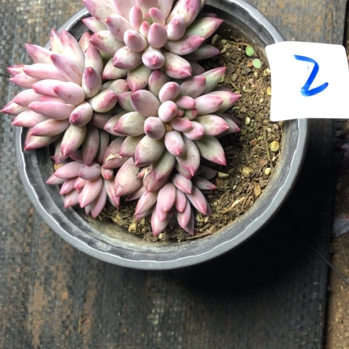 鹿*秧2/////////////////