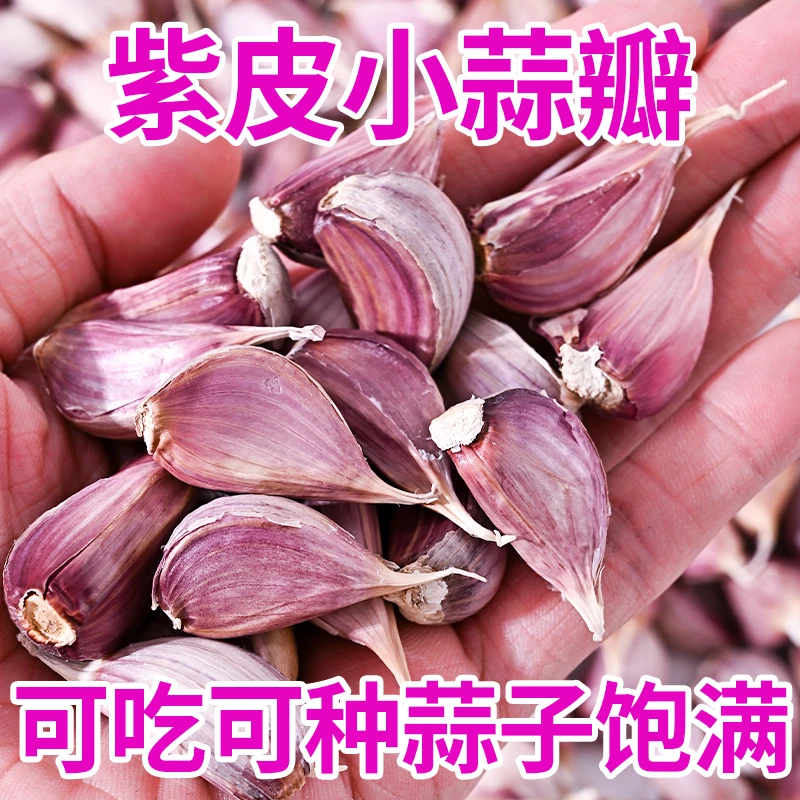 徐州紫皮小蒜瓣可吃种晚蒜苗蒜台蒜批发非云南蒜本地大蒜