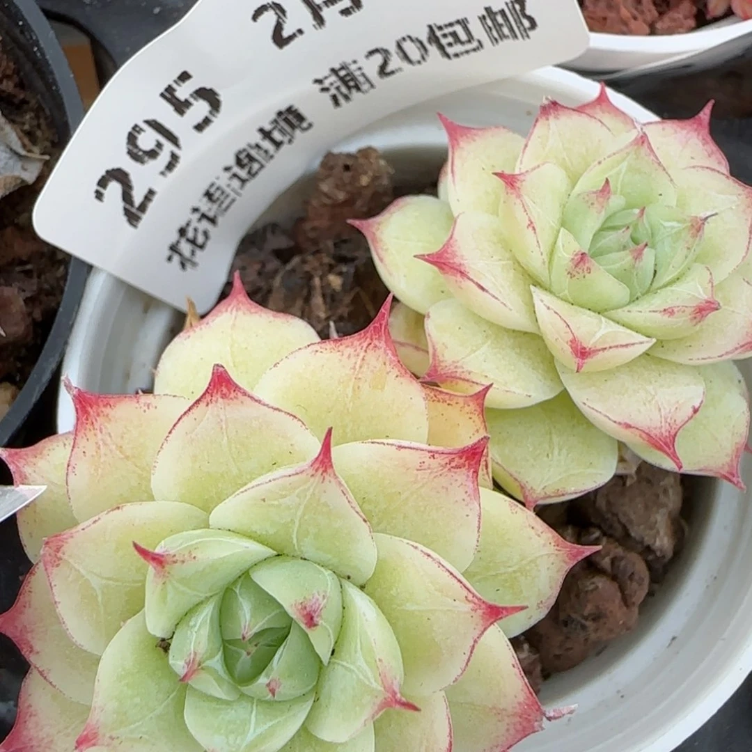 花语逸镜0214-295