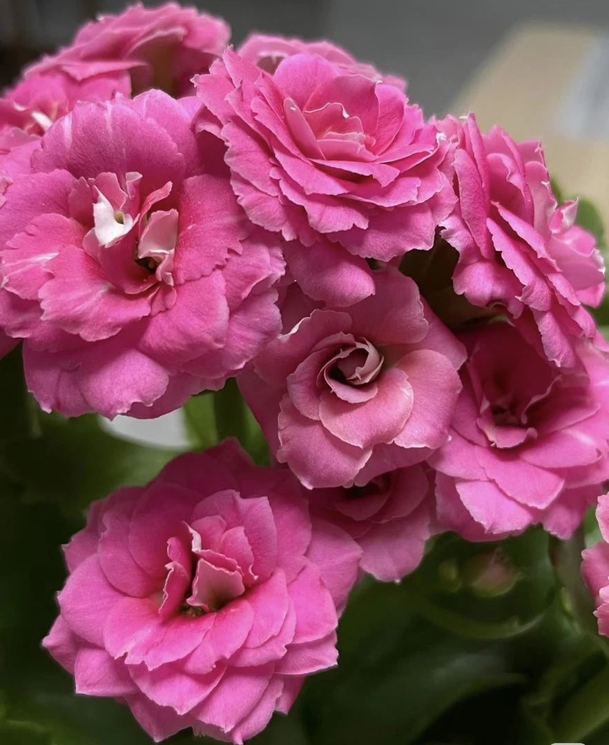 【康斯特】110盆长寿 稀有枚红超大花品种 基地直发