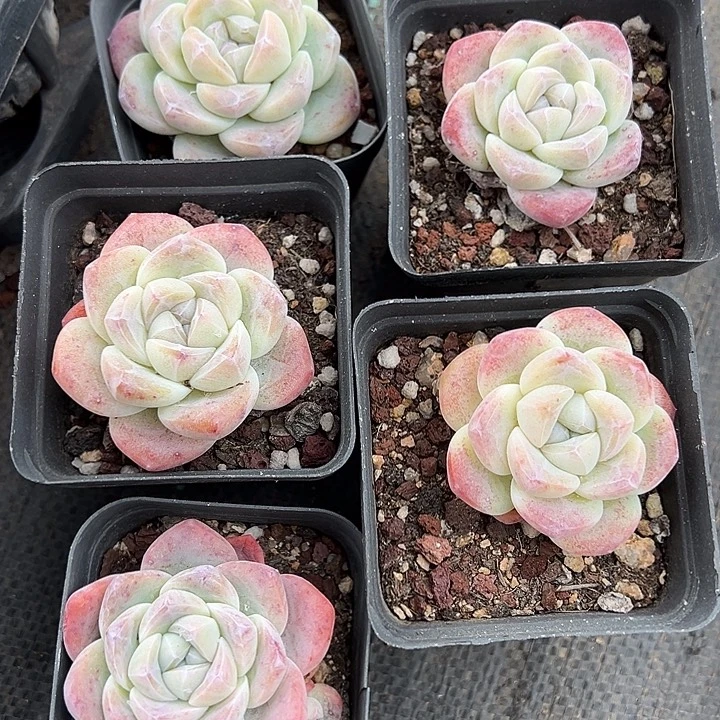 冰玉单头到手2颗量拍多肉满18元包邮