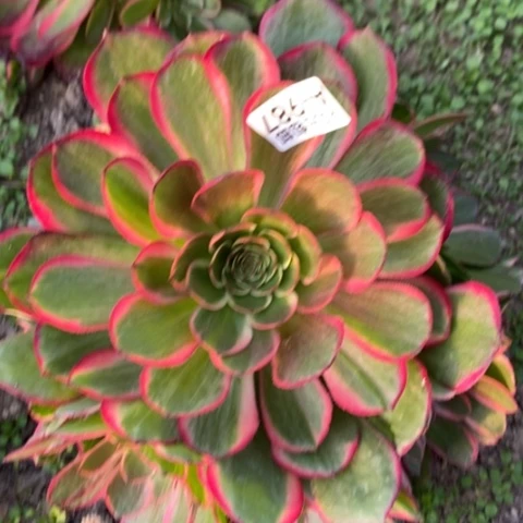 987粉花妖满25包邮多肉