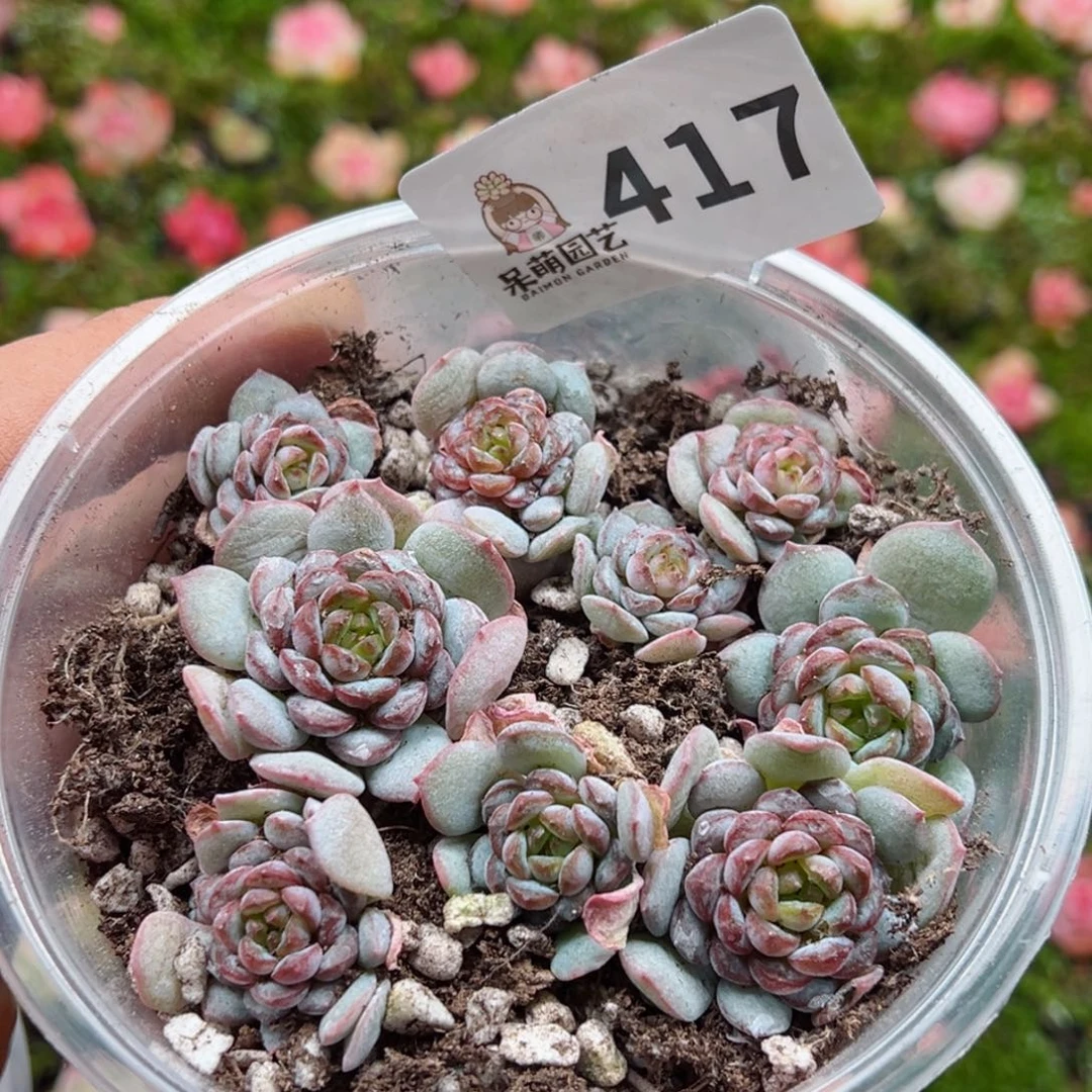 多肉植物多肉植物