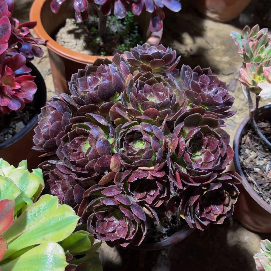 黑美人绣球9.9木质老桩