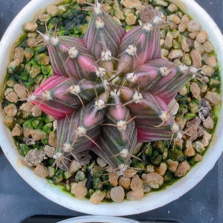 当前无花朵，栽培后可花朵