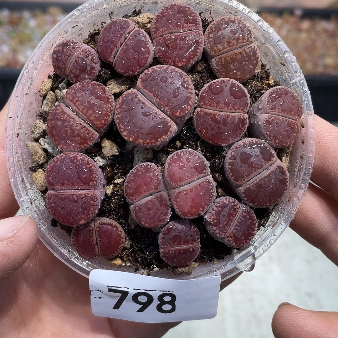 当天凑满十八元包邮798