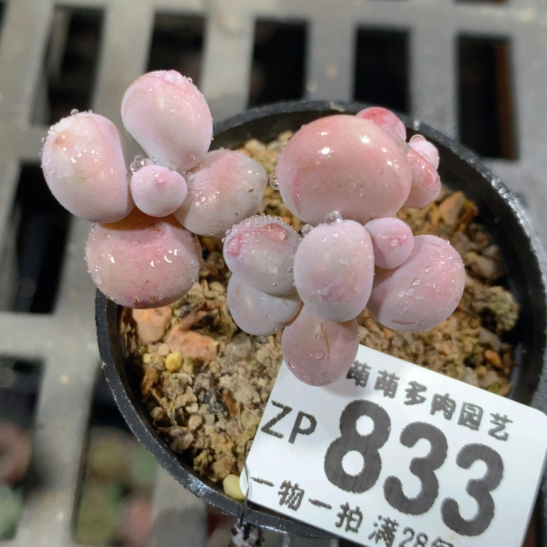 5CM拇指盆精控多肉ZP833