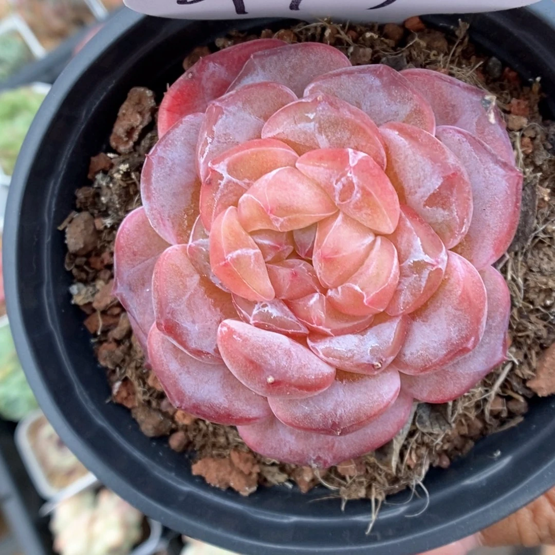 母本冰魄可拍919号。