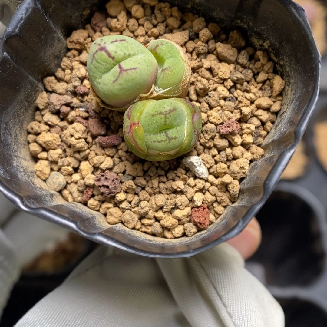 多肉植物肉锥杂交K-3727