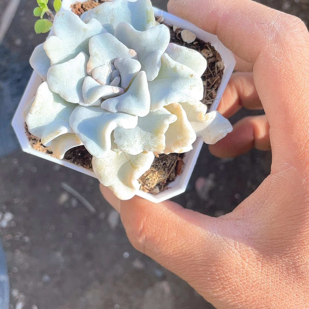 白饺子皮小课带盆发货