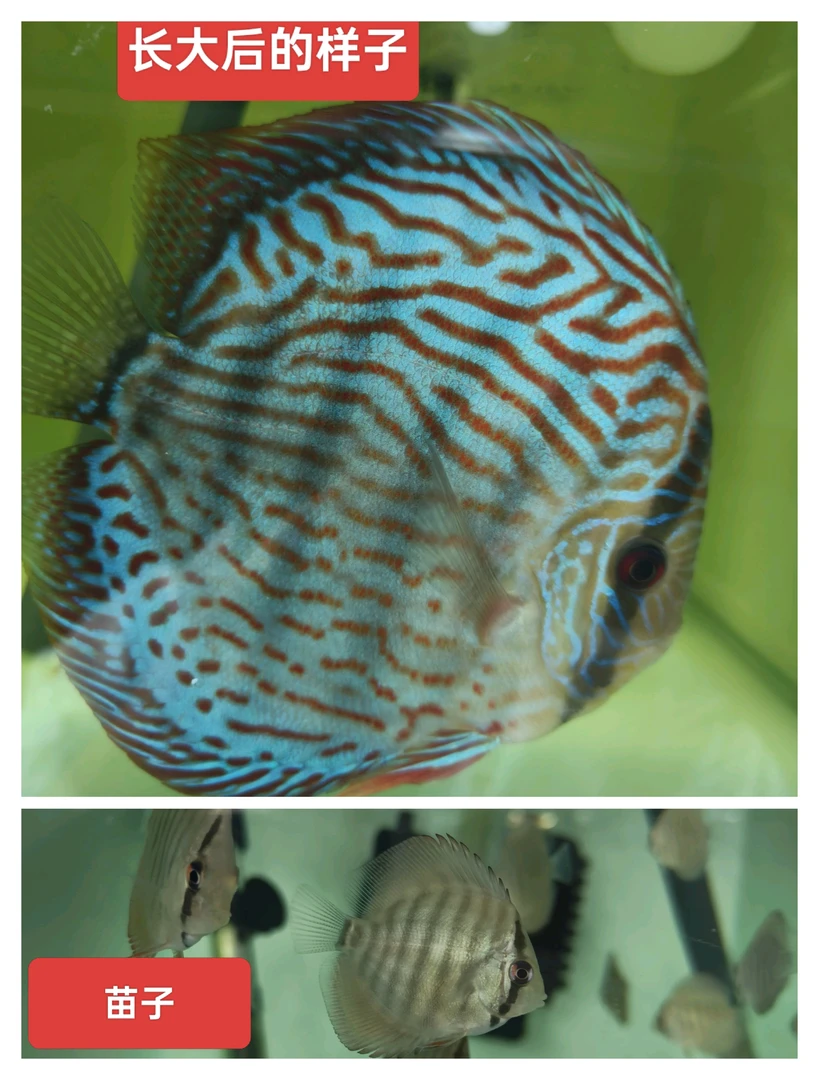 德松苗子1-2/2-3/3-4/4/5厘米