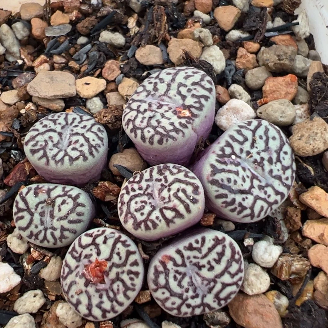 108多肉植物百科植物