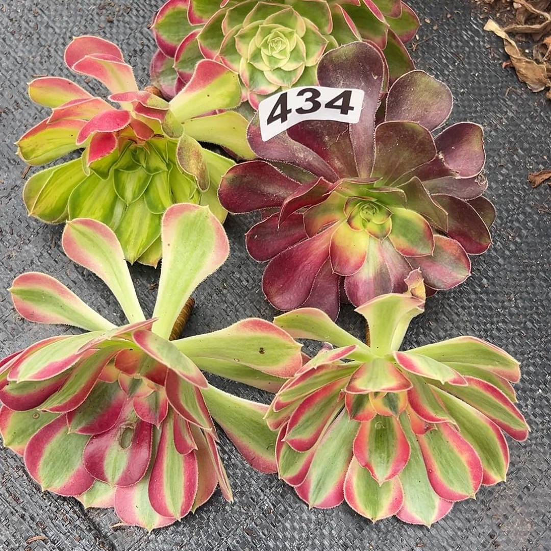 精品多肉植物434砍头