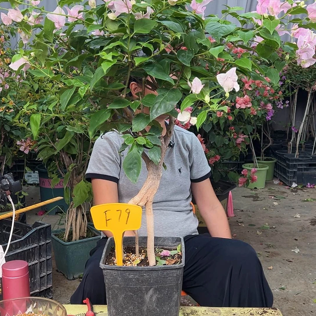 暖***)当前无花栽培后可以开花F79广红樱