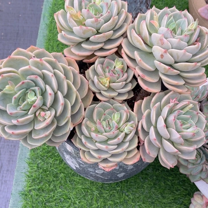 华友家多肉一物一拍