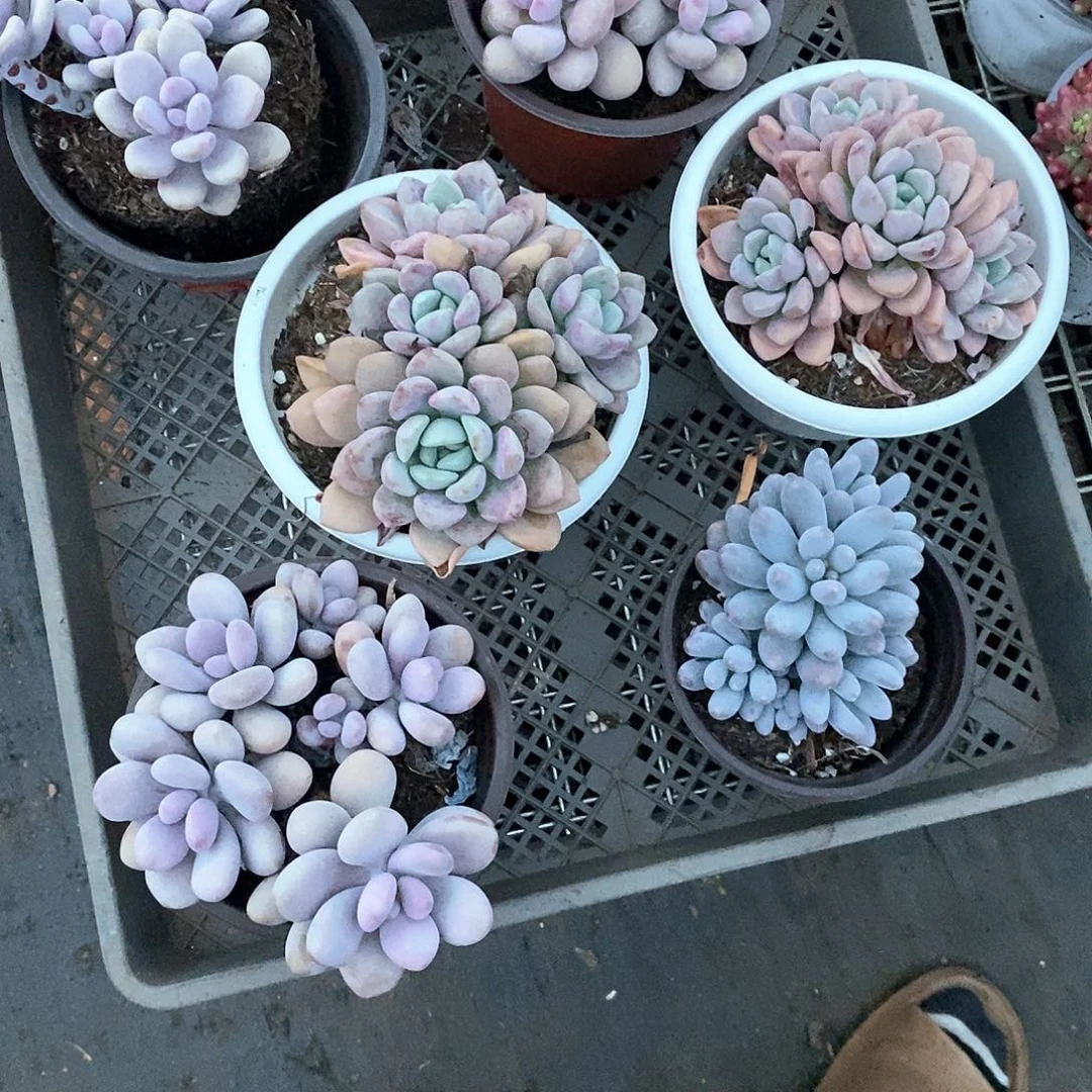 金***嘿11颗孤品多肉植物脱土发