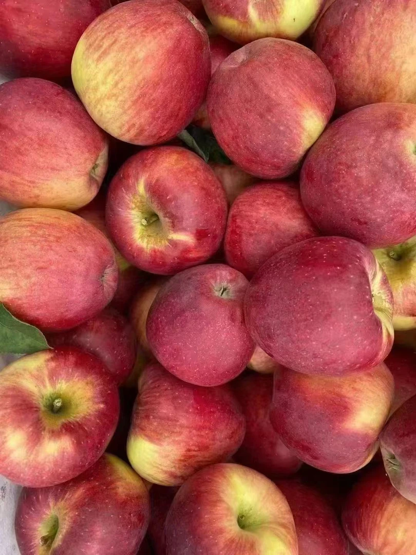 云南昭通高原红露苹果新鲜水果脆甜多汁当季现摘5-8.5斤