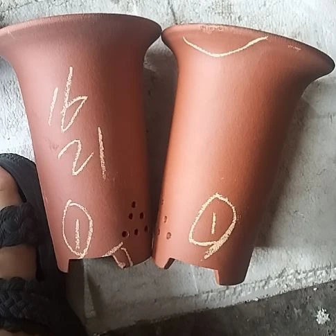 小红兰花两个微瑕1