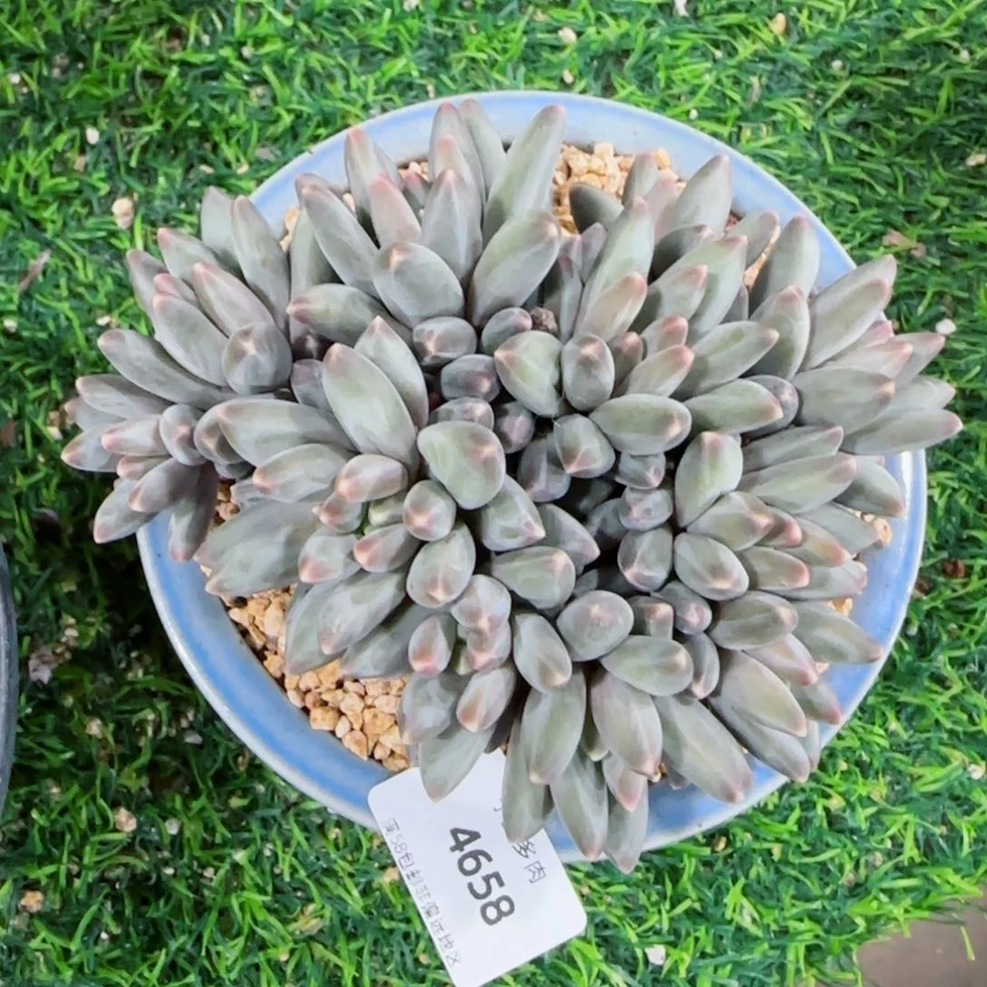 伊卡鲁斯，4658多肉植物