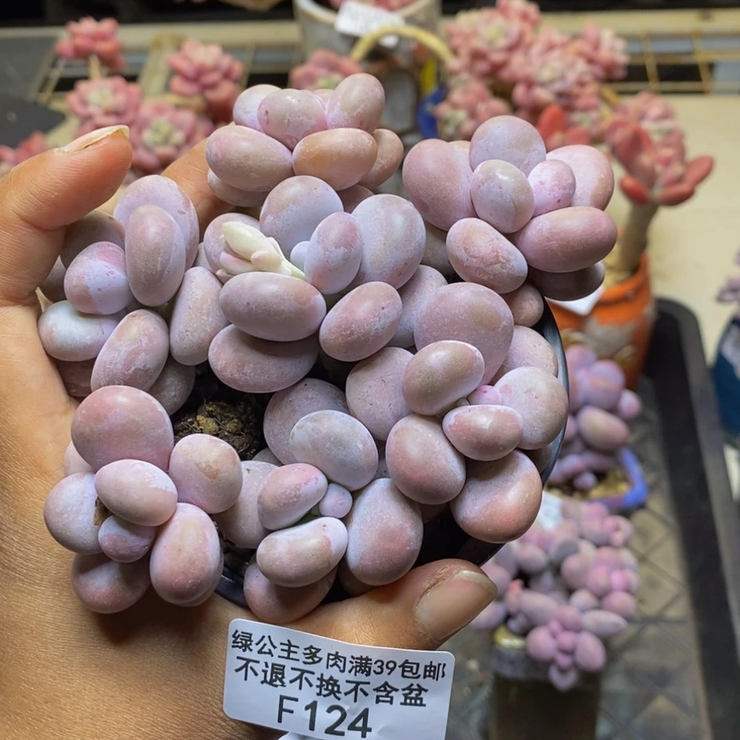 124芭比奶多肉散