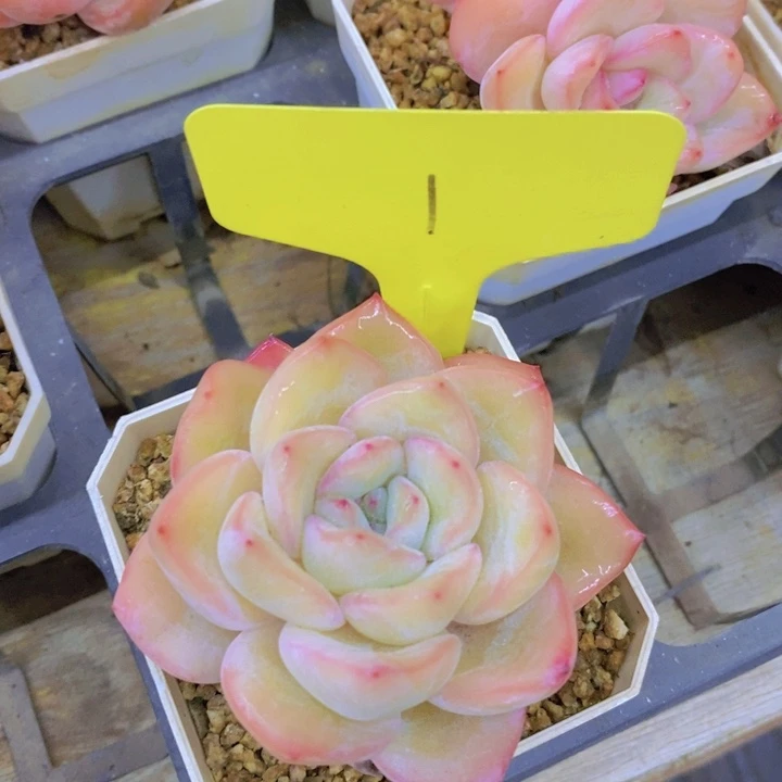 多肉植物，开心多肉