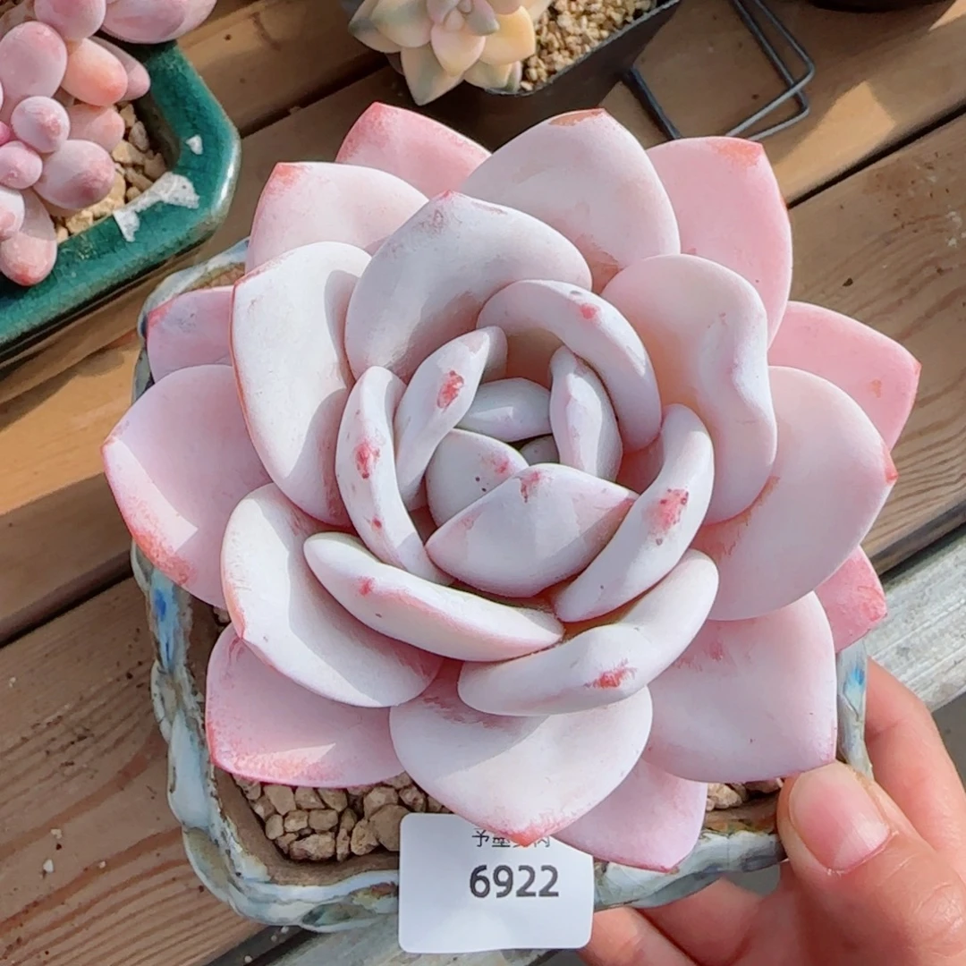 雪茶，6922多肉植物