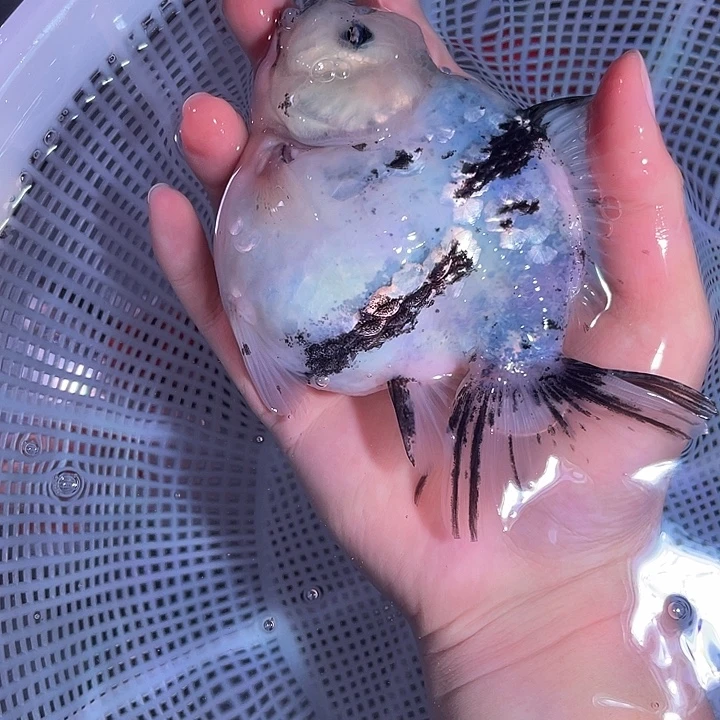 ****d狮头鱼开箱视频售后运费到付
