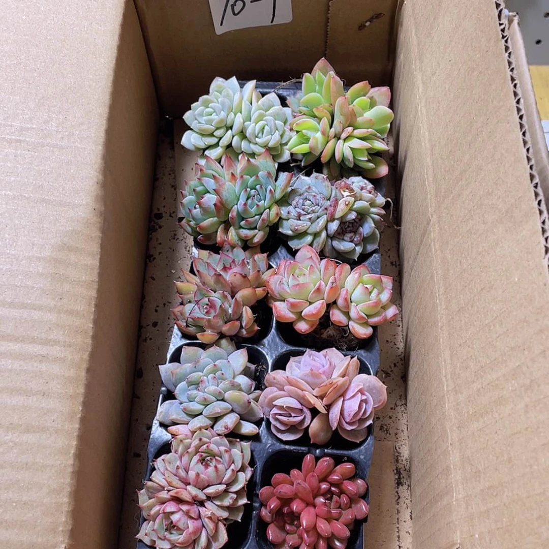 【闪购商品】10颗-1