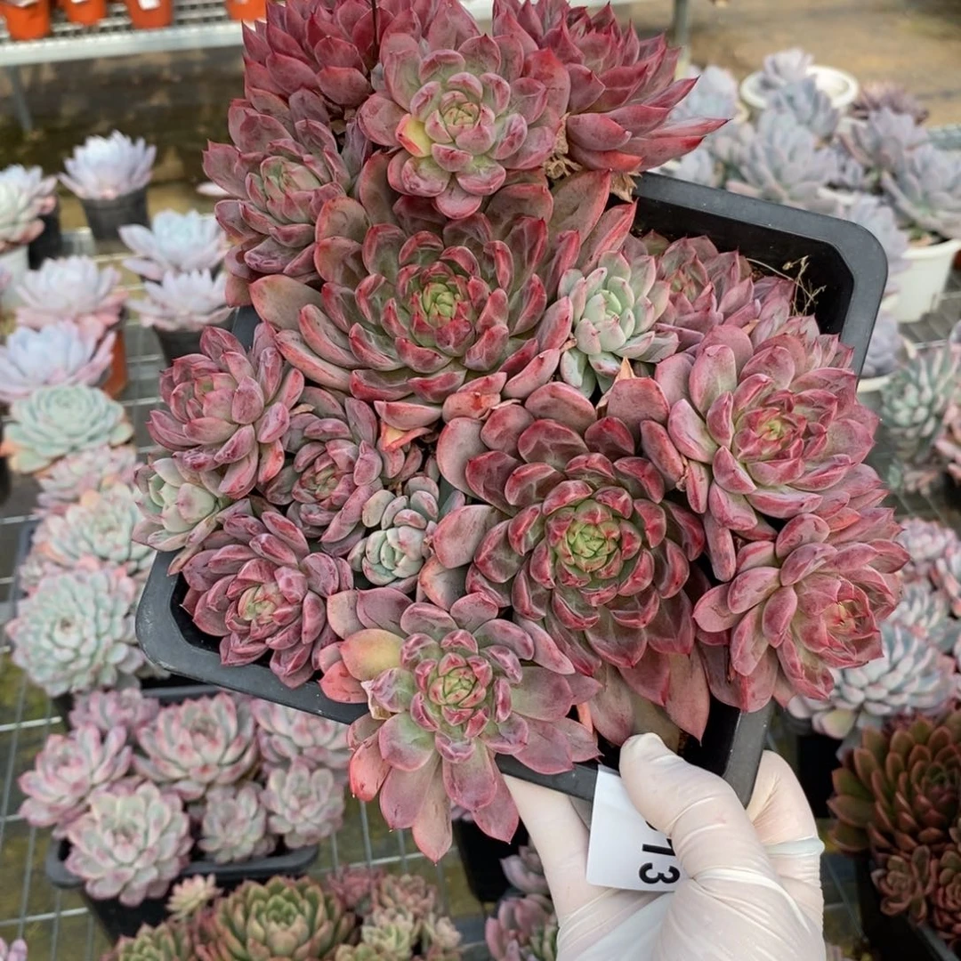 岁***浅313蓝龙群一物一拍