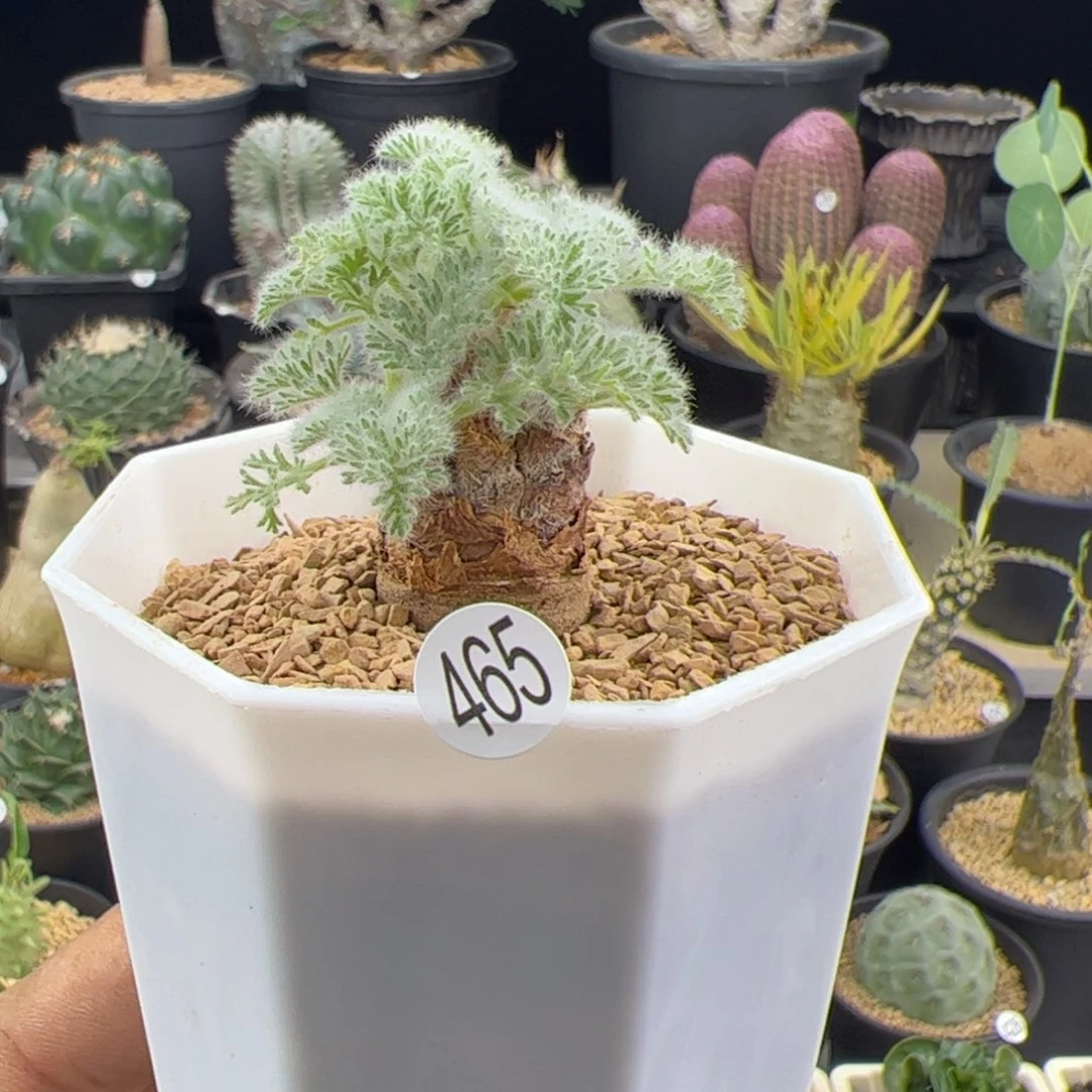 羽叶洋葵一物一拍带盆发