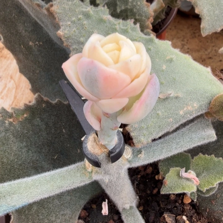 彩锦可爱玫瑰锦一刻的
