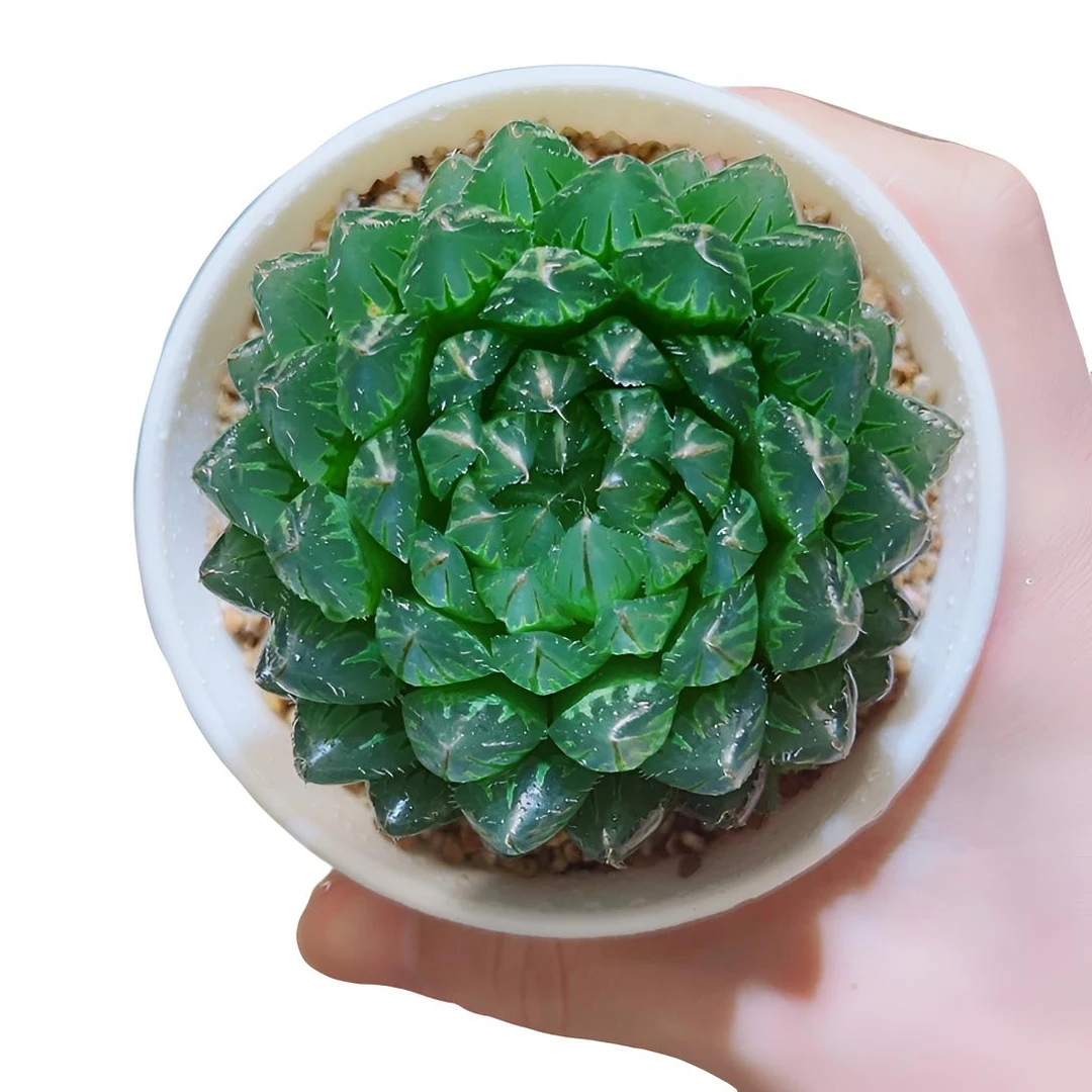 翠云玉露十二卷多肉【满16包邮】